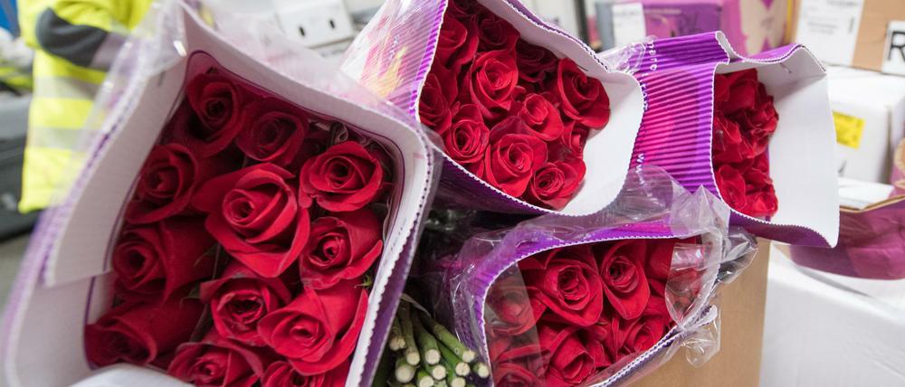 Zu Prüfzwecken hat ein Mitarbeiter des Perishable Center am Flughafen in Frankfurt am Main eine Lieferung mit roten Rosen aus Afrika geöffnet. Kurz vor dem Valentinstag steigt die Menge der importierten Rosen drastisch an.