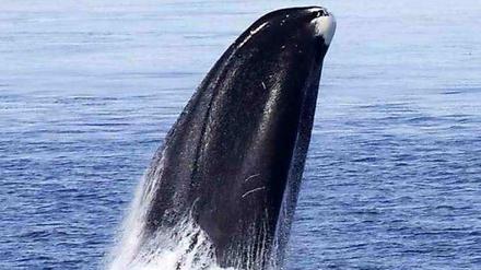 In Mexiko hat ein Wal ein Boot mit Touristen gerammt. 