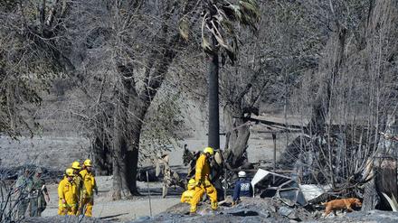  In San Bernardino (Kalifornien) suchen Helfer in der von Waldbränden zerstörten Landschaft mit Hunden nach Opfern. 