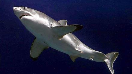Ein weißer Hai. Hier im "Monterey Bay Aquarium" in San Francisco 2004.