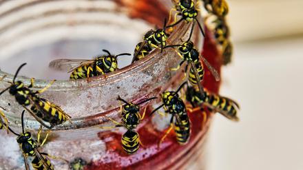 Zahlreiche Wespen haben sich in Berlin an einem Marmeladenglas niedergelassen. In diesen Wochen ist Hochsaison für Wespen. Je wärmer es ist, desto mehr Tiere entwickeln sich. Neben Eiweiß brauchen sie auch Zucker zum Überleben.