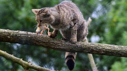 Rar. Geschätzt 5000 bis 7000 Wildkatzen leben noch in Deutschland. Dieses Exemplar lebt allerdings nicht in freier Wildbahn sondern im Wildkatzendorf Hütscheroda in Thüringen und ist gerade mit einem Küken gefüttert worden. 