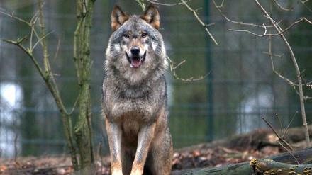 Ein Wolf, aufgenommen am 16.01.2012 im Zoo von Schwerin (Mecklenburg-Vorpommern).