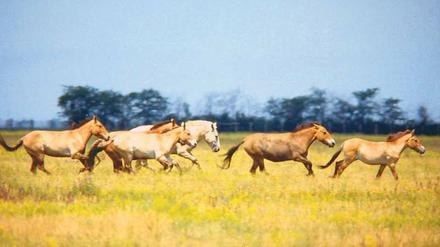 Die männlichen Przewalski-Pferde sollten von den Stuten getrennt werden, um die Population einigermaßen unter Kontrolle zu halten. 