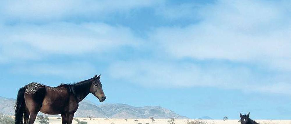 Nie gesattelt. Die Pferde der Namib kommen im kargen Umfeld allein zurecht. Nur Wasser liefert ihnen – ab und zu – der Mensch.