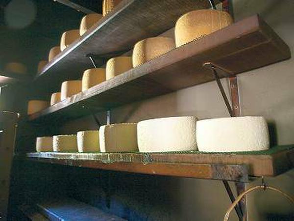 Alles Käse. Gamonedo und Cabrales werden nur in den Picos hergestellt.