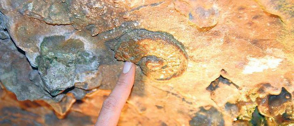 Für alle Sinne. Während in der Atta-Höhle in Nordrhein-Westfalen auch Käselaibe reifen, gibt es in der Iburger Tropfsteinhöhle nichts zu riechen, aber viel zu sehen: Fossile überall. Fotos: laif/Catrin Moritz, imago