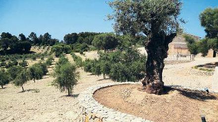 Knorrig und wenigstens 500 Jahre alt: der älteste Olivenbaum der Plantage Treurer.