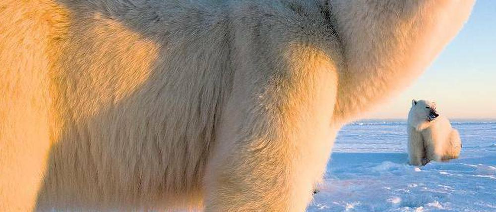 Angst vor Eisbären muss auch an der Hudson Bay niemand haben. Doch Respekt sowie die nötige Umsicht sind wichtig. Der Ursus maritimus ist eben ein Raubtier.