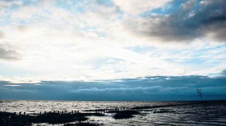 Salziges Versteck. Die Austernbank vor der Nordseeinsel Mandø eignet sich bestens für Gourmet-Safaris.