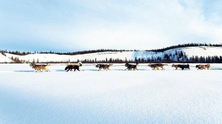 Ab durch die Mitte! Wie zu Zeiten der Pioniere ziehen Husky-Gespanne durch die weißen Wüsten des Yukon und Alaskas. Aus Spaß am Wettbewerb nehmen harte Männer auch Schmerzen in Kauf.