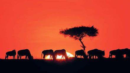 In der Baumsavanne des Ngorongoro-Kraters finden Besucher auch große Herden dieser Streifengnus.