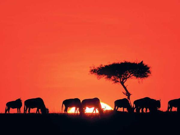 In der Baumsavanne des Ngorongoro-Kraters finden Besucher auch große Herden dieser Streifengnus.