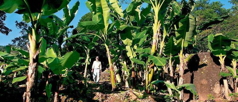 Alles Banane in El Mozote. Wo einst einer der Brennpukte des Bürgerkriegs von El Salvador war, stapfen heute Trekker. 