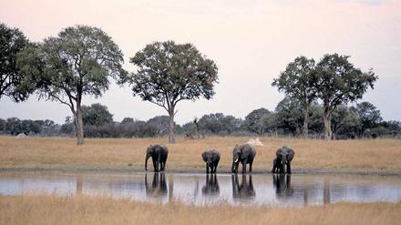 Durstig. Im Hwange-Nationalpark können Elefanten seelenruhig trinken. Großwildjäger erhalten im Schutzgebiet – natürlich – keine Lizenz zum Abschuss.