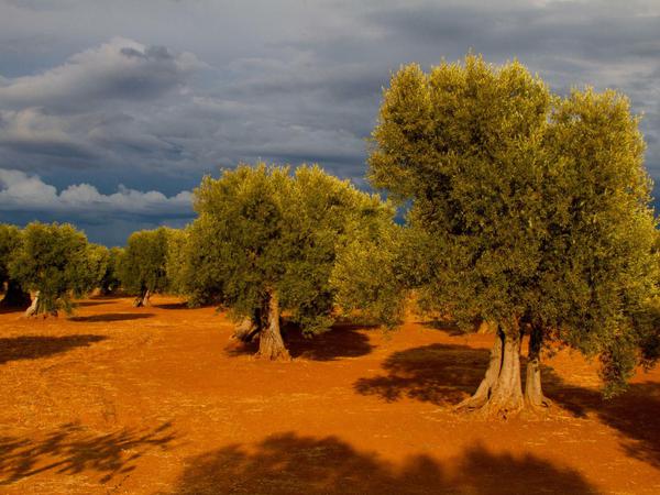Starke Kontraste: Einer der gepflegten Olivenhaine Apuliens. 