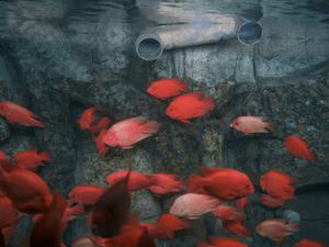Alles fürs Aquarium. Die Jinan Quancheng Ocean and Polar World in der chinesischen Provinz Shandong, Bei den Sony World Photography Awards preisgekrönte Aufnahme des britischen Fotografen Zed Nelson.