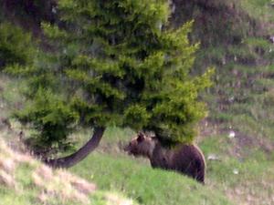 Das Foto zeigt den Braunbären „JJ1“, auch bekannt als „Problembär Bruno“, aufgenommen vom Hüttenwirt der Gehrenalpe bei Reutte in Tirol in Österreich. (Symbolbild)