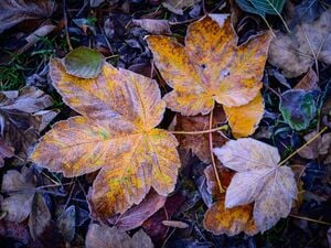 In Berlin und Brandenburg wird nachts Frost erwartet. (Symbolbild)
