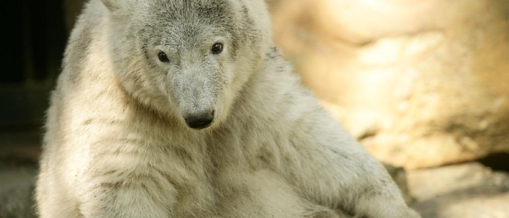 Knut