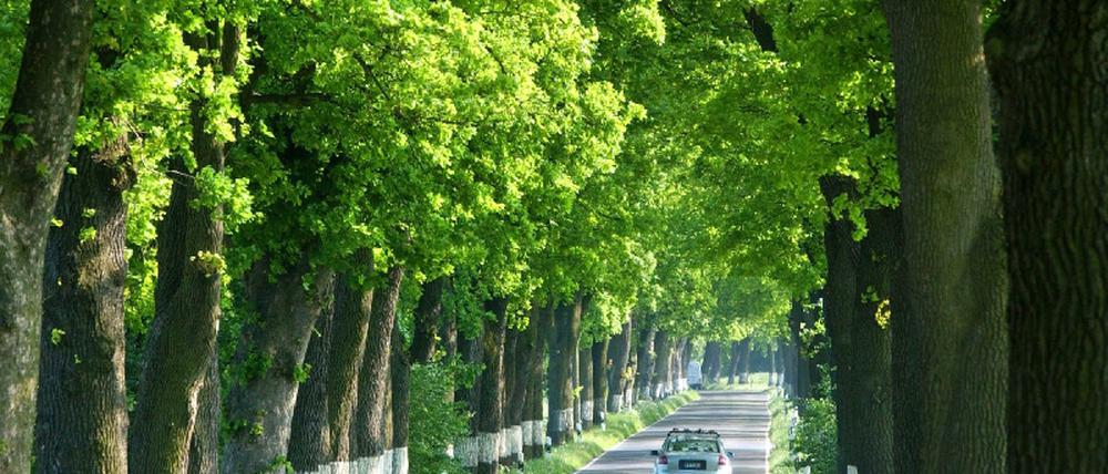 allee