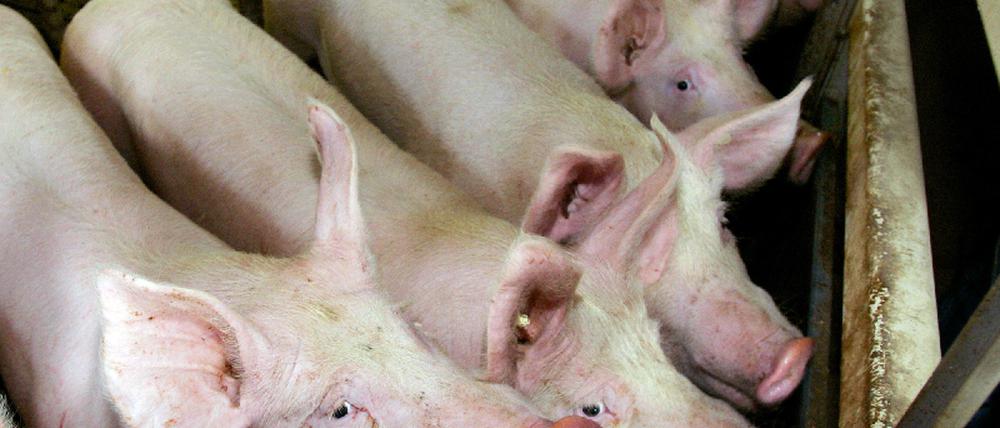 Schweine