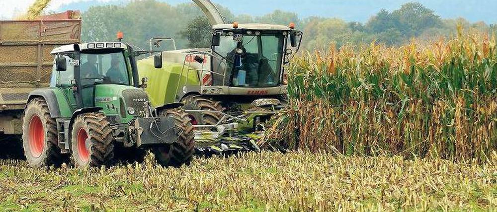 Wildwuchs. In 15 Landkreisen wird bereits auf mehr als der Hälfte der Landwirtschaftsfläche Mais angebaut. Foto: p-a/dpa