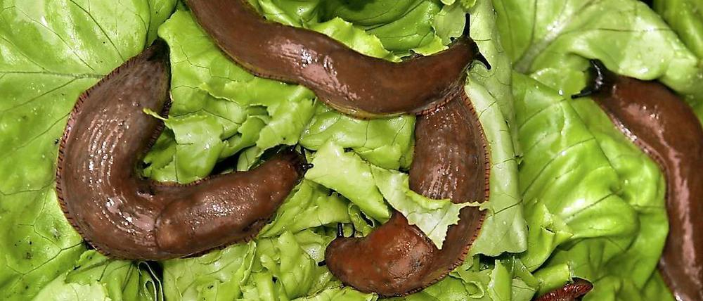 Spanische Wegschnecken machen sich über Salatblätter her.