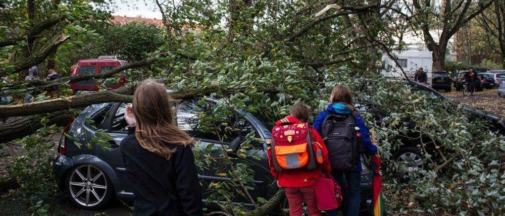 Ein umgestürzter Baum auf einer Straße in Hamburg.