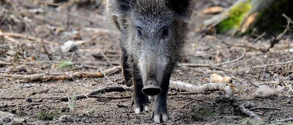 Eigentlich fliehen Wildschweine vor Menschen. Doch es gibt auch dann und wann gefährliche Attacken.
