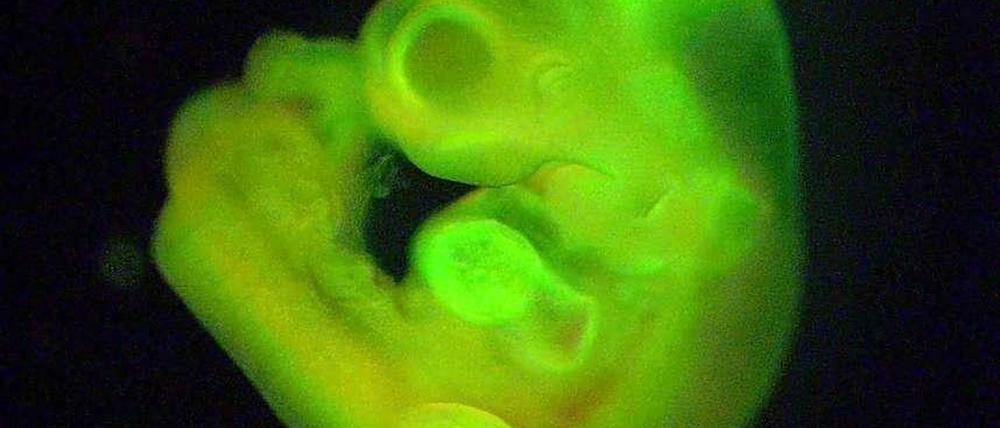 Grünes Wunder. Forscher vom Riken-Institut für Entwicklungsbiologie im japanischen Kobe verkündeten Ende Februar sie hätten eine neue Methode entdeckt, um Stammzellen zu erzeugen. Als Beweis präsentierten sie Fotos von Embryos, die sich aus den grün markierten Stammzellen entwickelt haben sollen.