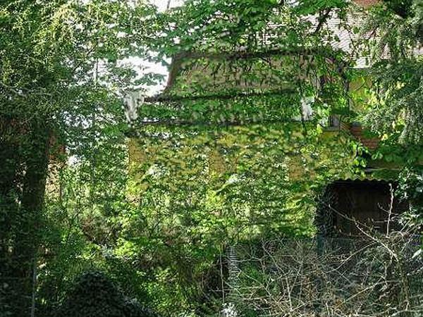 Balkon in der Lindenthaler Straße hinter dichtem Grün versteckt.
