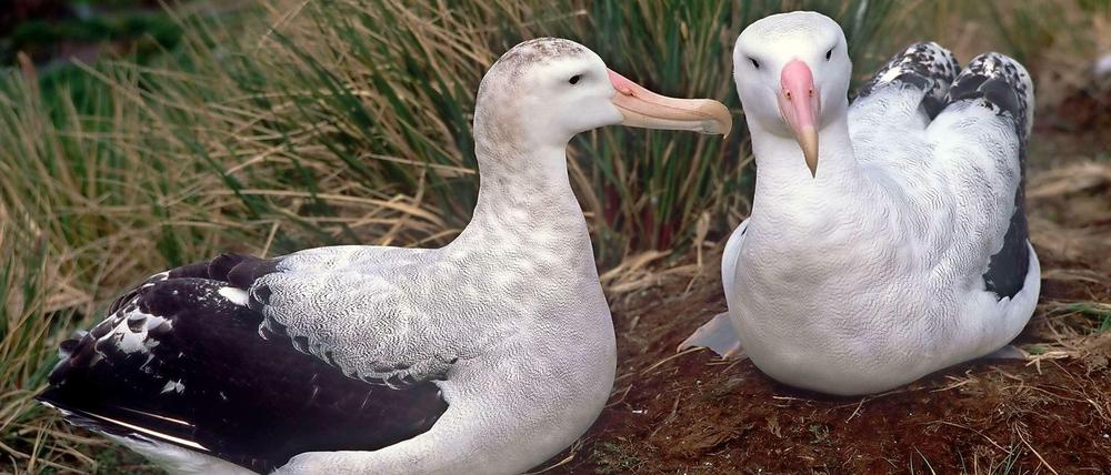 Diese beiden Albatrosse widmen sich da, wo sie hingehören, der Brutpflege. Sie sind keine Schwarzbrauenalbatrosse und das Foto stammt von der Südhalbkugel der Welt. Aber die Schnäbel und der Körperbau dieser Albatrosse ähnelt dem des nun auf Helgoland gesichteten Vogels.