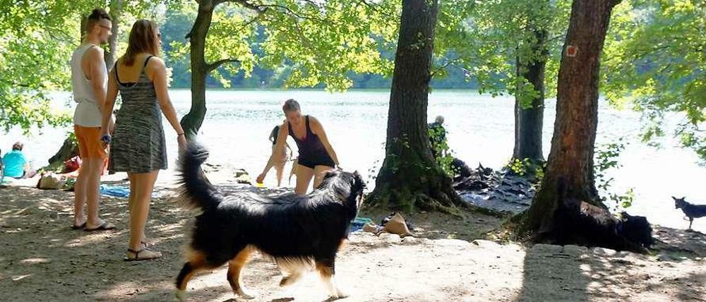 Eine Szene wie diese könnte nun bald der Vergangenheit angehören: Ein frei laufender Hund an der Badestelle zwischen den Badegästen, von denen manche schnell ihr Picknick und ihre Handtücher in Sicherheit bringen.