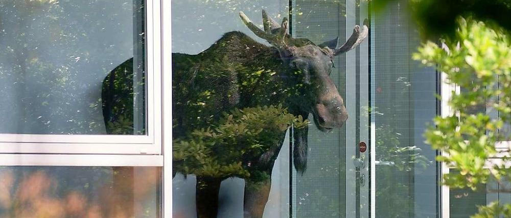 Ein junger Elch steckt hinter einer Glasscheibe fest.