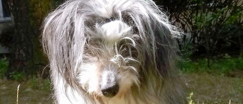 Borges, der Hund.