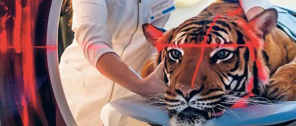 Mit Hilfe der Wirtschaft. Die Tigerin Sarai aus dem Tierpark Berlin wird im neuen Hochleistungs-Computertomografen des Leibniz-Instituts für Zoo- und Wildtierforschung (IZW) Berlin untersucht.