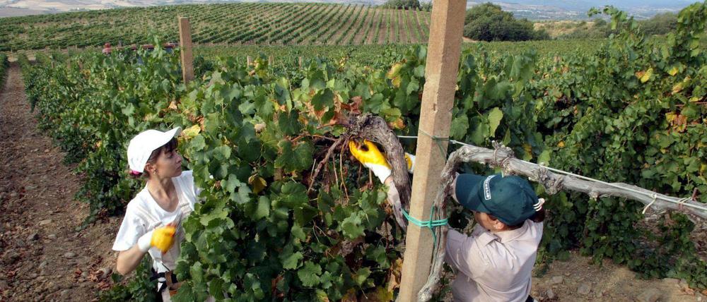 Weinernte bei Siena in Italien. Die Arbeitsbedingungen von Saisonarbeitern bei der Weinlese in vielen Regionen Italiens werden heftig kritisiert.
