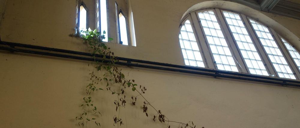 Mehrere Stränge der Wucherranke hängen schon anderthalb Meter über dem Boden, andere umrahmen das Schild dieses Kosmetiksalons