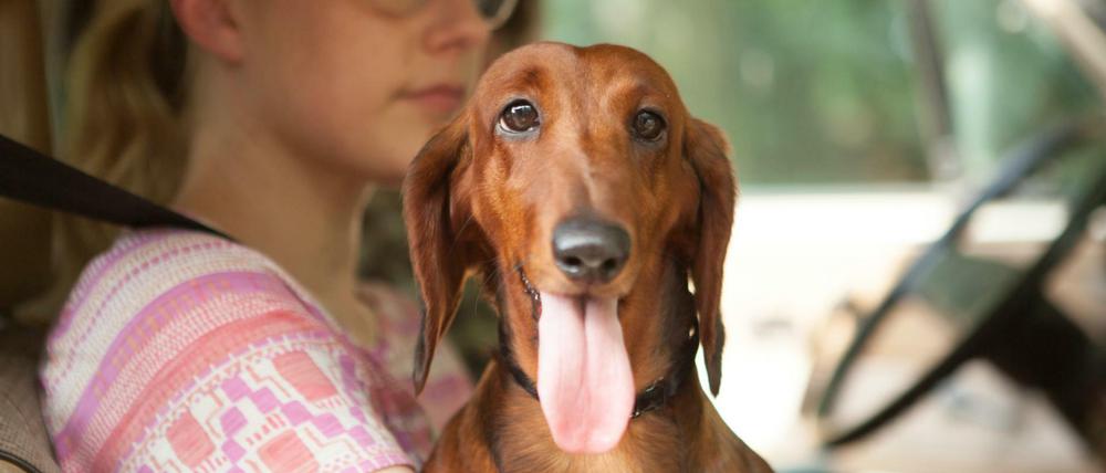 Schauspielerin Greta Gerwig als Dawn mit Dackel in einer Szene aus dem Film "Wiener Dog".