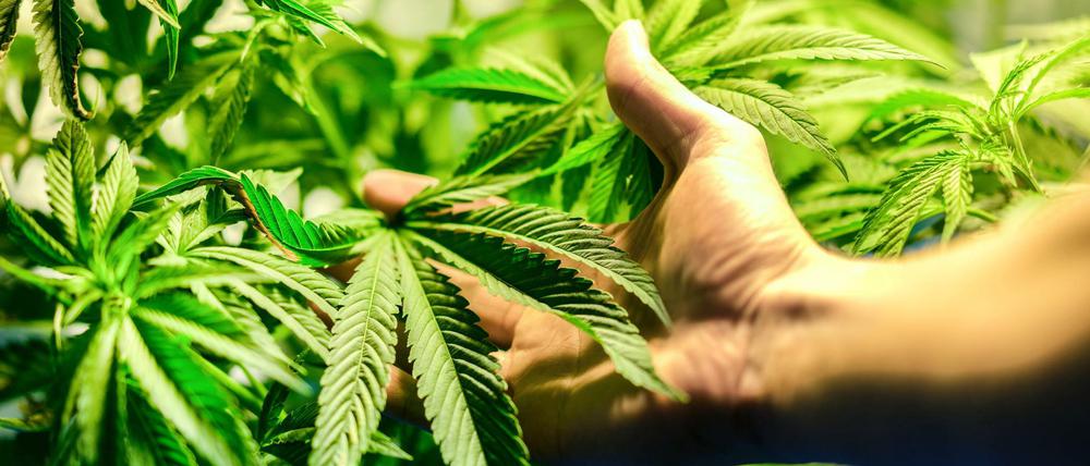 Eine große Cannabispflanze auf einem Balkon.