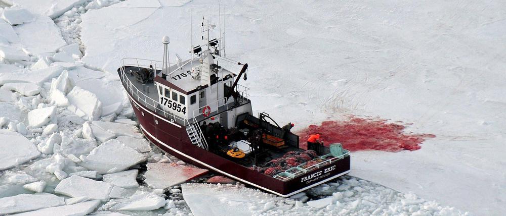 Das Eis wird blutgetränkt. Robbenjäger in Kanada.