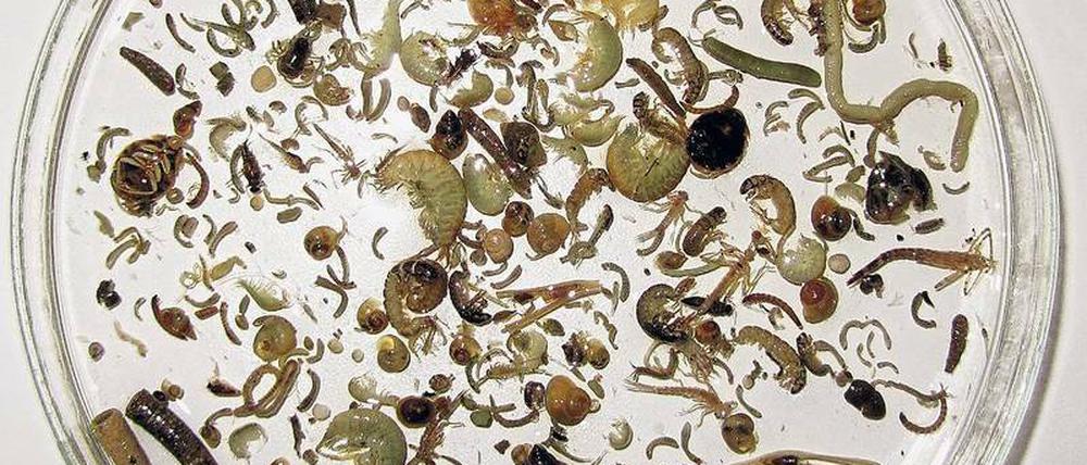 Flöhe zählen. Das Bestimmen von wirbellosen Kleintieren ist mit gängigen Methoden sehr umständlich.