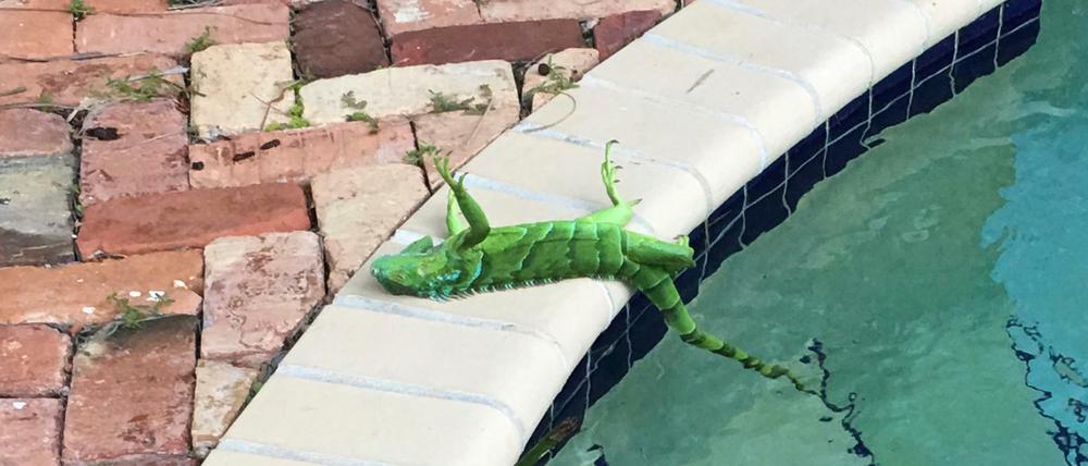 Ein schockgefrosteter grüner Leguan liegt in Boca Raton am Rande des Pools von Frank Cerabino.