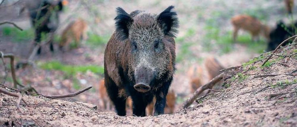 Die größte Gefahr ist der Mensch: Im vergangenen Jagdjahr ließen knapp 590.000 Wildschweine ihr Leben.