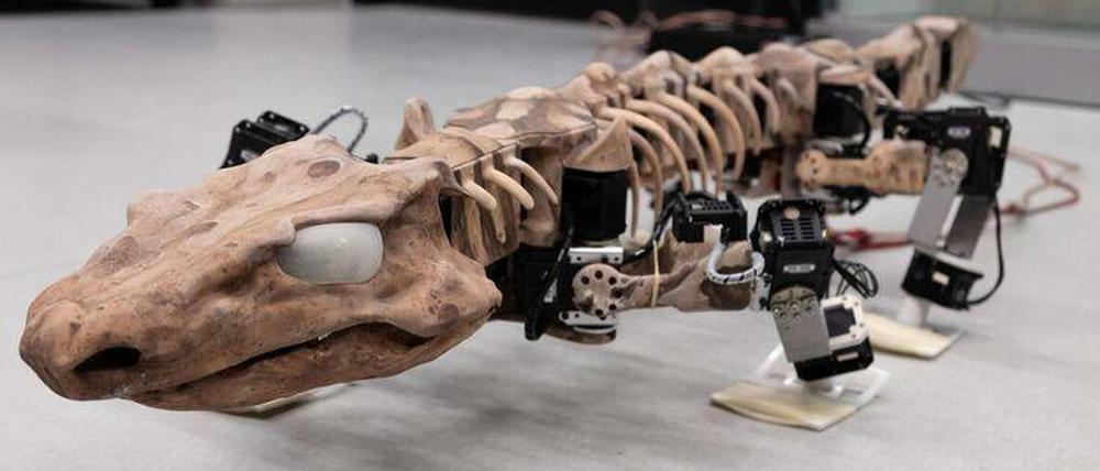Läuft. Ein alles andere als futuristischer Roboter ist Orobot schon allein deshalb, weil sein Vorbild etwa 300 Millionen Jahre alt ist. Fußspuren, die ähnlich wie das Skelett von Orobates pabsti fossil erhalten sind, ermöglichen es zusammen mit ein bisschen Rechenleistung, zu rekonstruieren, wie Ur-Vierbeiner sich bewegten.