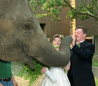 Am 9.9.1999 durfte ausnahmsweise ein Brautpaar im Zoo heiraten. Ob Elefanten zum Trauzeugen taugen? Der Brautstrauß hielt jedenfalls nicht lange. Quelle: Foto: dpa