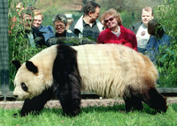 Auch Pandas spielen vor der Ära Knut eine große Rolle. Vor allem geht es um Nachwuchs, doch die Versuche sind nicht von Erfolg gekrönt. Daran ändert auch die Ankunft von Yan Yan im Jahr 1995 nichts. Quelle: Foto: dpa