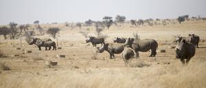 In Südafrika befindet sich die größte Rhinozerosfarm der Welt. Jetzt soll sie versteigert werden.