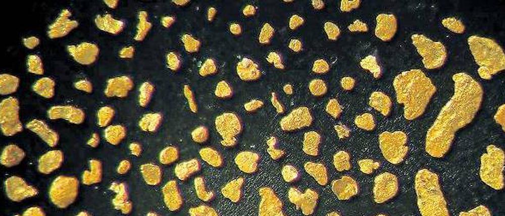 Diese Goldflitter aus einem sächsischen Kieswerk sind kleiner als 0,5 Millimeter.